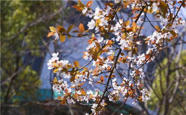 春暖花开，等你归来——邀你云赏南新春景，以慰思念