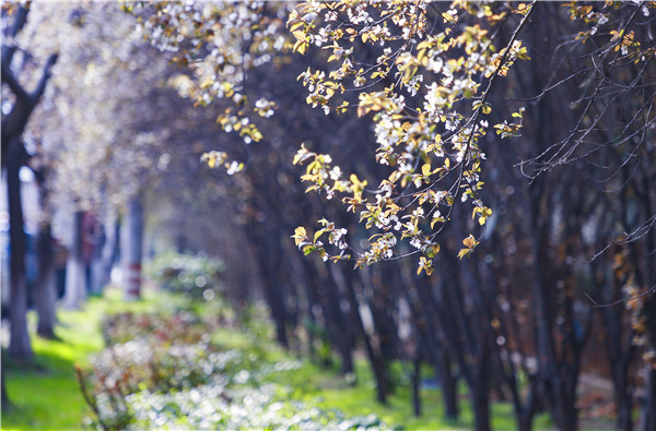 春暖花开，等你归来——邀你云赏南新春景，以慰思念